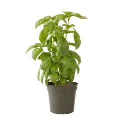 Aroma 2 -Garden Seed Shop 2946g 04 aroma2