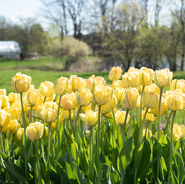 Garden Seed Shop -Garden Seed Shop 2e80e4b4370164be35c55ff68c825bfa