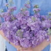 Katz Lavender Blue -Garden Seed Shop 3692 01 katzlavenderblue