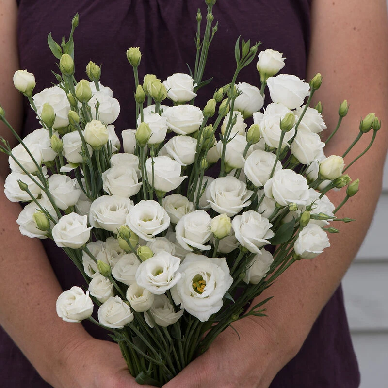 Doublini White 3 Doublini White