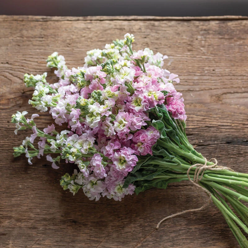 Antique Pink 3 Antique Pink