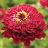 Giant Dahlia Flowered Deep Red -Garden Seed Shop 4353 01 giantdahliaflowered deepred