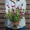 Audray Purple-Red -Garden Seed Shop 4479 01 audreypurplered