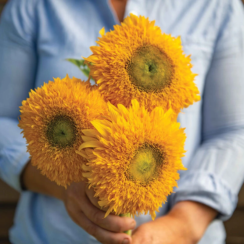 Solano® Double 4 Solano® Double - Image 2