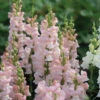 Avignon Pink II -Garden Seed Shop 4933 01 avignon pink snapdragon