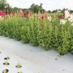 Reflective White/Black Ground Cover β 3' X 300'