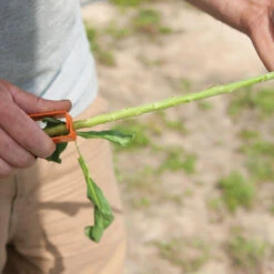 Thorn And Leaf Stripper -Garden Seed Shop 7605 02 thronandleafstripper