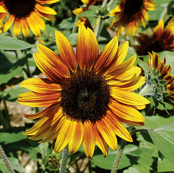 Garden Seed Shop -Garden Seed Shop b59dacf8ba5879a984e9fd8f13d5b136